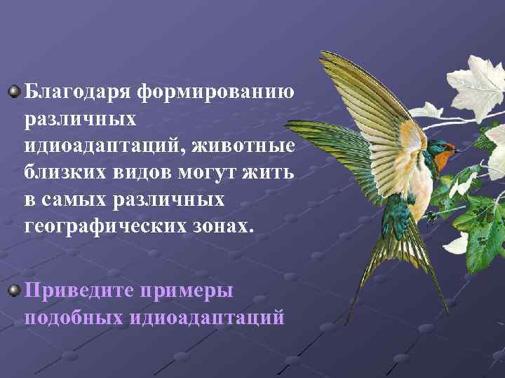 Благодаря формированию различных идиоадаптаций, животные близких видов могут жить в самых различных географических зонах.