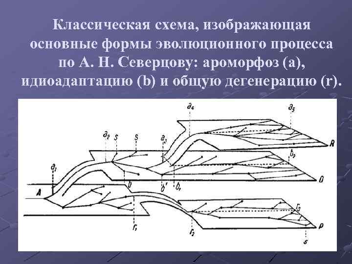 Классическая схема, изображающая основные формы эволюционного процесса по А. Н. Северцову: ароморфоз (a), идиоадаптацию