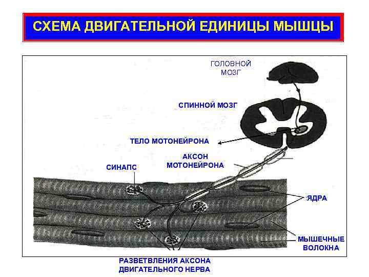 СХЕМА ДВИГАТЕЛЬНОЙ ЕДИНИЦЫ МЫШЦЫ ГОЛОВНОЙ МОЗГ СПИННОЙ МОЗГ ТЕЛО МОТОНЕЙРОНА СИНАПС АКСОН МОТОНЕЙРОНА ЯДРА