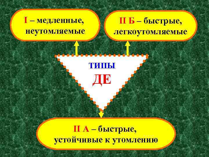 I – медленные, неутомляемые II Б – быстрые, легкоутомляемые ТИПЫ ДЕ II А –