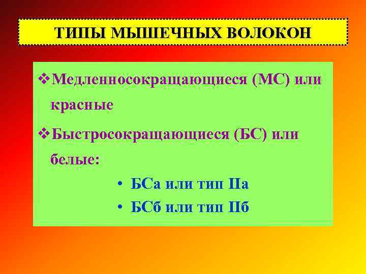 ТИПЫ МЫШЕЧНЫХ ВОЛОКОН v. Медленносокращающиеся (МС) или красные v. Быстросокращающиеся (БС) или белые: •