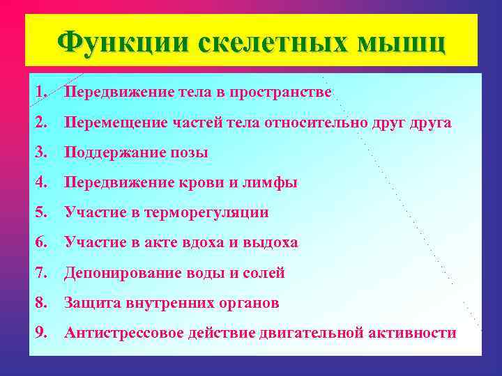 Функции скелетных мышц 1. Передвижение тела в пространстве 2. Перемещение частей тела относительно друга