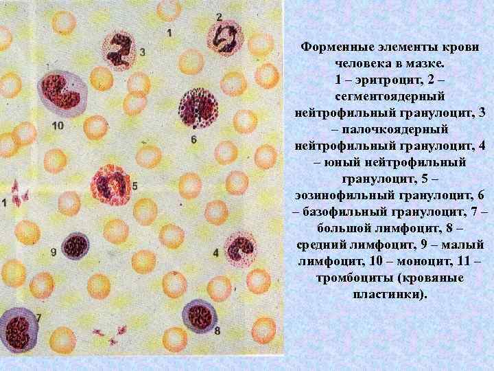 Форменные элементы крови человека в мазке. 1 – эритроцит, 2 – сегментоядерный нейтрофильный гранулоцит,