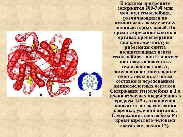 В каждом эритроците содержится 200 -300 млн молекул гемоглобина, различающихся по аминокислотному составу полипептидных