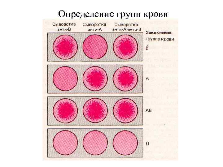 Определение групп крови 