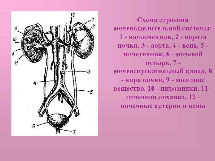 Схема строения мочевыделительной системы: 1 - надпочечник, 2 - ворота почки, 3 - аорта,
