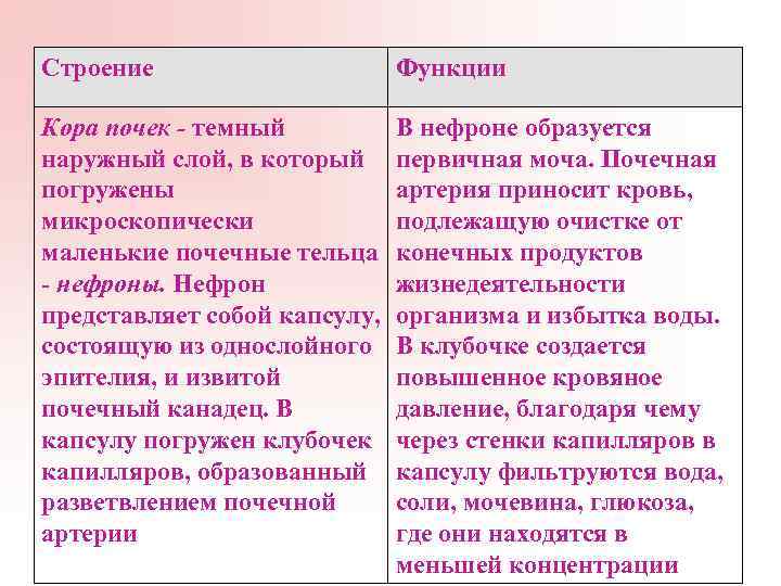 Строение Функции Кора почек - темный наружный слой, в который погружены микроскопически маленькие почечные