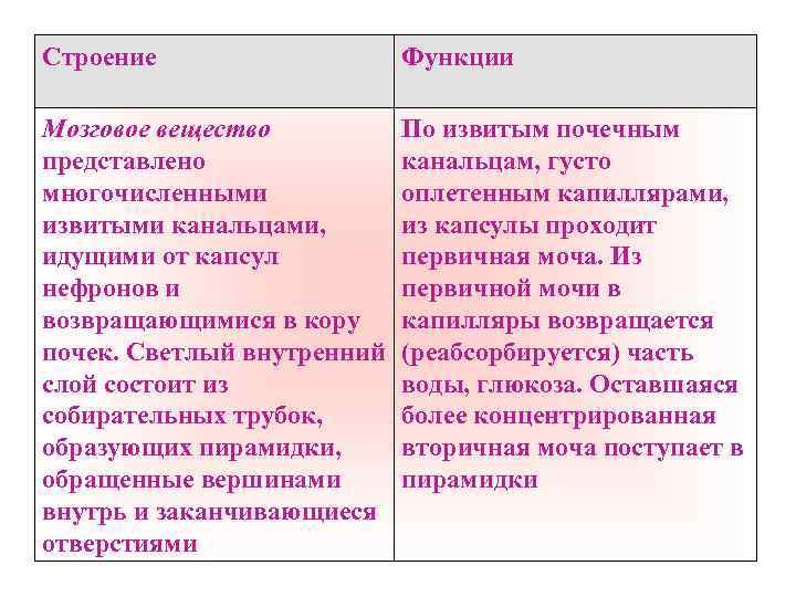 Пирамида мозгового вещества. Мозговое вещество почки функции. Функции коркового и мозгового вещества почки. Функции мозгового вещества. Мозговое вещество в почках функция кратко.