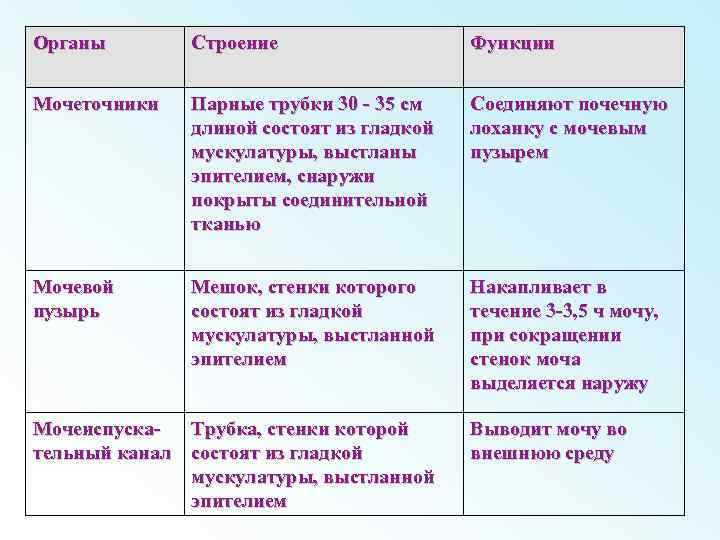 Органы Строение Функции Мочеточники Парные трубки 30 - 35 см длиной состоят из гладкой