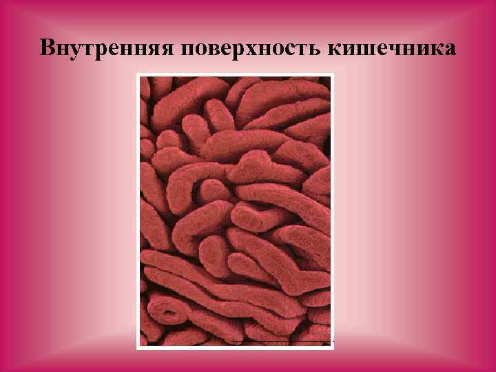 Внутренняя поверхность кишечника 