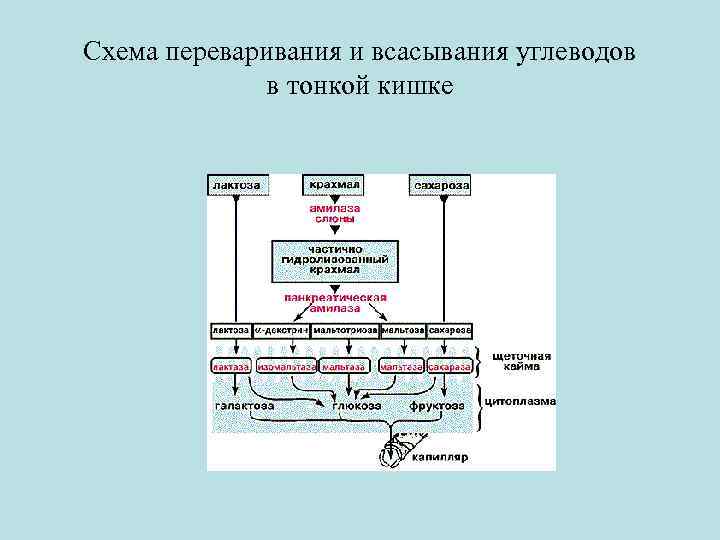 Схема переваривания и всасывания углеводов в тонкой кишке 
