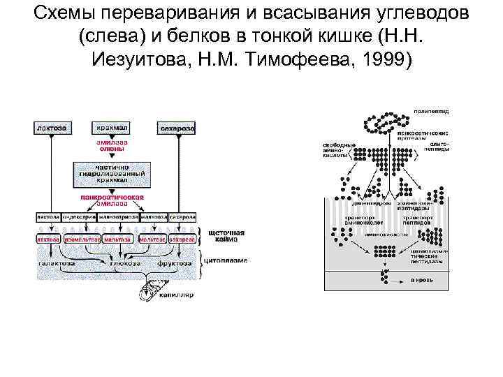Схемы переваривания и всасывания углеводов (слева) и белков в тонкой кишке (Н. Н. Иезуитова,