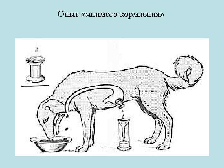 Опыт «мнимого кормления» 