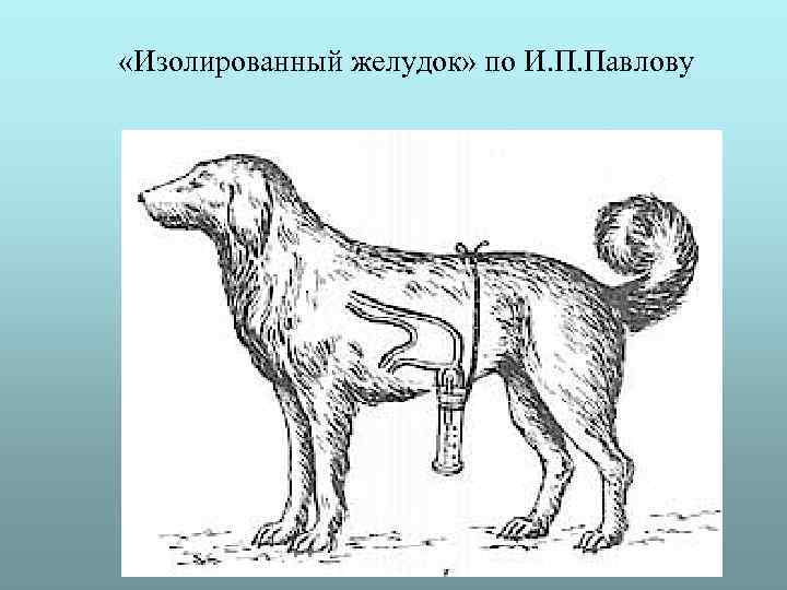 «Изолированный желудок» по И. П. Павлову 