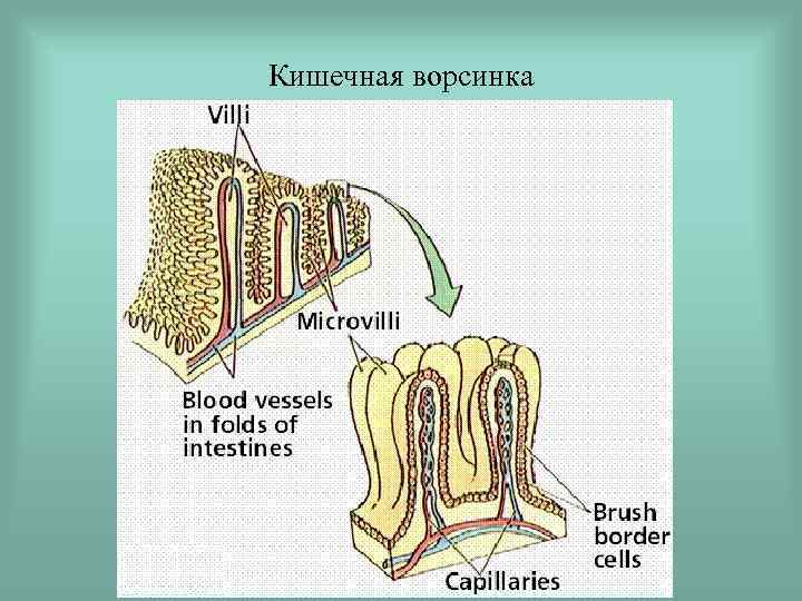 Кишечная ворсинка 