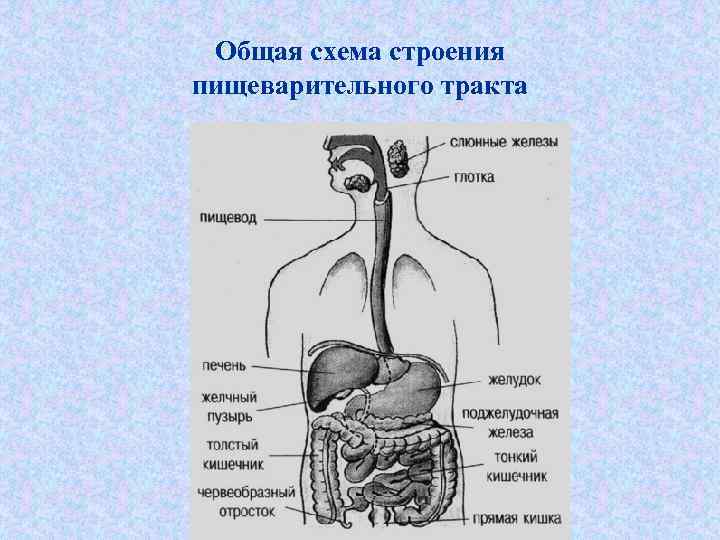 Общая схема строения пищеварительного тракта 