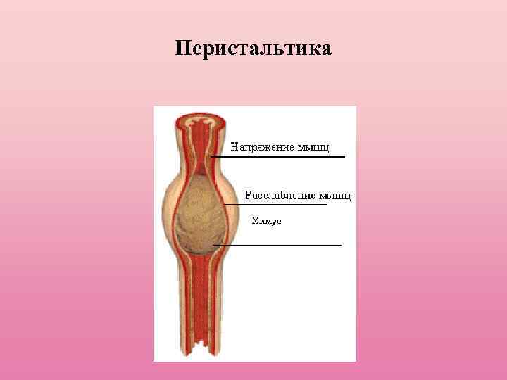 Перистальтика 