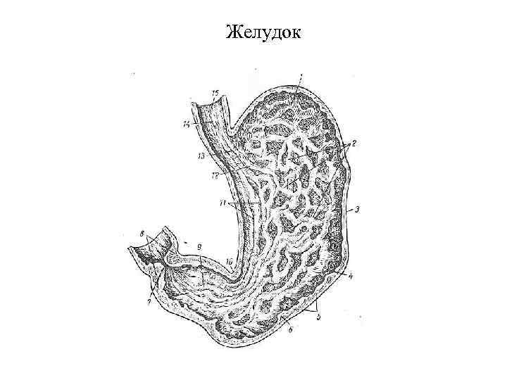 Желудок 