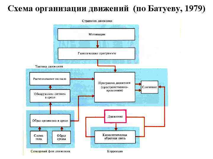 Схема организации движений (по Батуеву, 1979) 