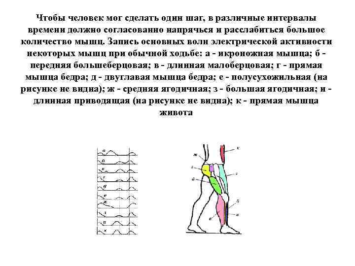 Чтобы человек мог сделать один шаг, в различные интервалы времени должно согласованно напрячься и