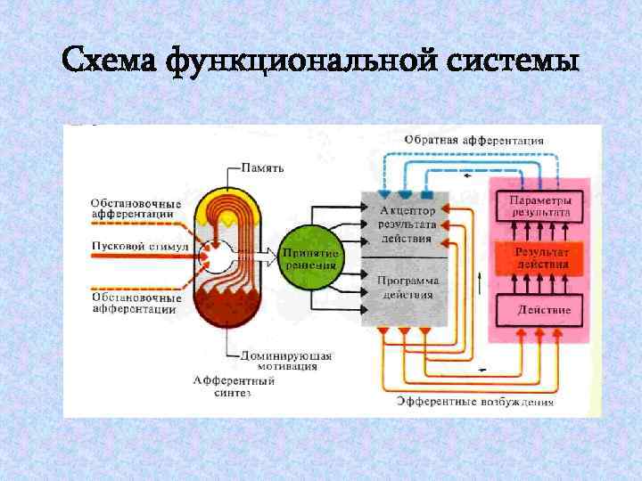 Схема функциональной системы 