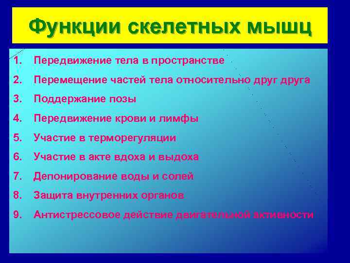 Функции скелетных мышц 1. Передвижение тела в пространстве 2. Перемещение частей тела относительно друга