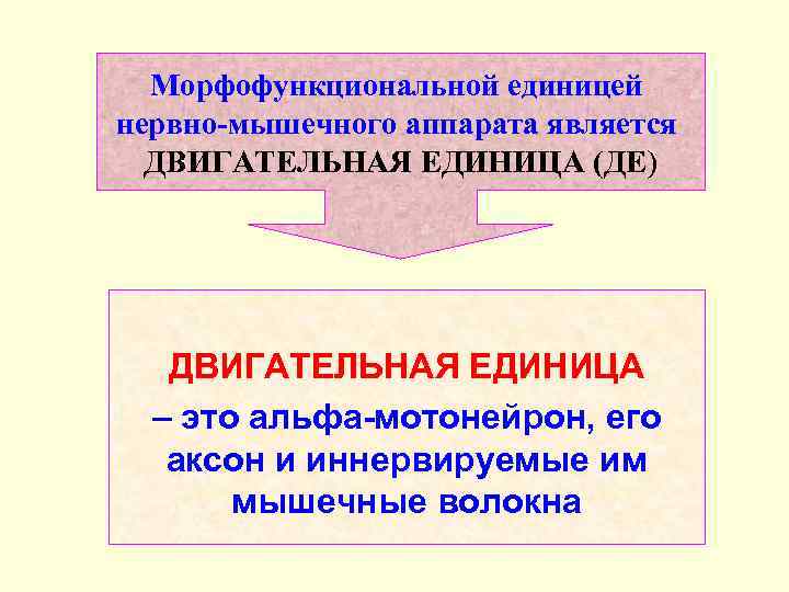 Морфофункциональной единицей нервно-мышечного аппарата является ДВИГАТЕЛЬНАЯ ЕДИНИЦА (ДЕ) ДВИГАТЕЛЬНАЯ ЕДИНИЦА – это альфа-мотонейрон, его