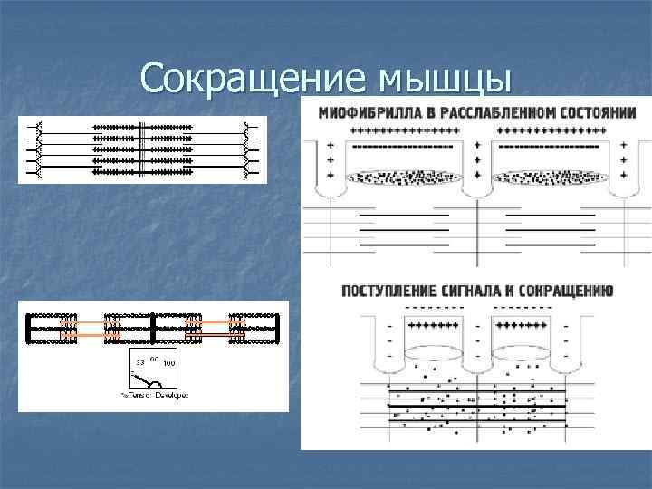 Сокращение мышцы 