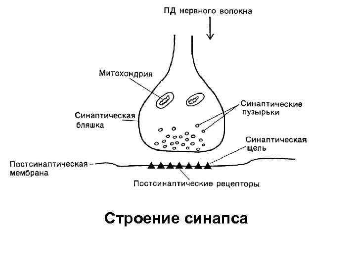 Строение синапса 
