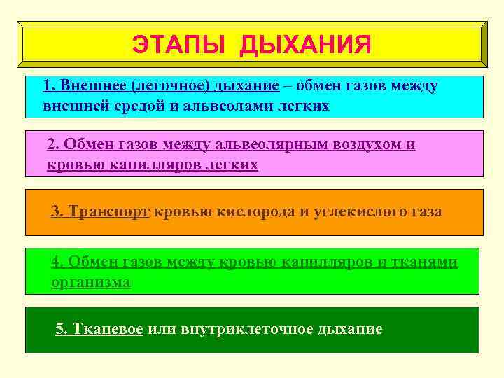 ЭТАПЫ ДЫХАНИЯ 1. Внешнее (легочное) дыхание – обмен газов между внешней средой и альвеолами