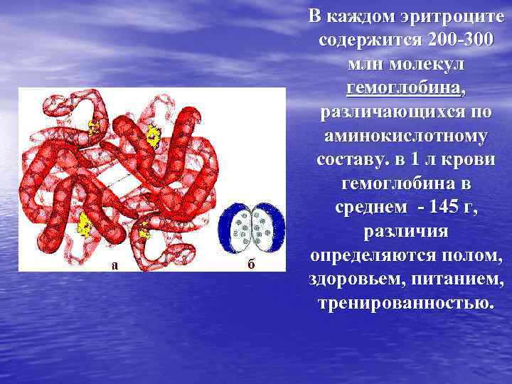 В каждом эритроците содержится 200 -300 млн молекул гемоглобина, различающихся по аминокислотному составу. в