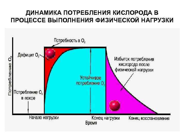 ДИНАМИКА ПОТРЕБЛЕНИЯ КИСЛОРОДА В ПРОЦЕССЕ ВЫПОЛНЕНИЯ ФИЗИЧЕСКОЙ НАГРУЗКИ 