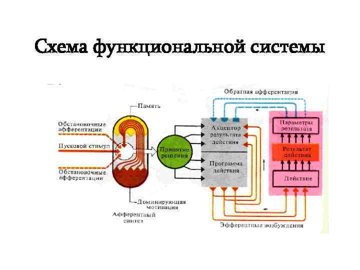 Схема функциональной системы 