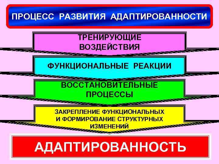 ПРОЦЕСС РАЗВИТИЯ АДАПТИРОВАННОСТИ ТРЕНИРУЮЩИЕ ВОЗДЕЙСТВИЯ ФУНКЦИОНАЛЬНЫЕ РЕАКЦИИ ВОССТАНОВИТЕЛЬНЫЕ ПРОЦЕССЫ ЗАКРЕПЛЕНИЕ ФУНКЦИОНАЛЬНЫХ И ФОРМИРОВАНИЕ СТРУКТУРНЫХ
