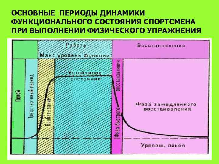 ОСНОВНЫЕ ПЕРИОДЫ ДИНАМИКИ ФУНКЦИОНАЛЬНОГО СОСТОЯНИЯ СПОРТСМЕНА ПРИ ВЫПОЛНЕНИИ ФИЗИЧЕСКОГО УПРАЖНЕНИЯ 