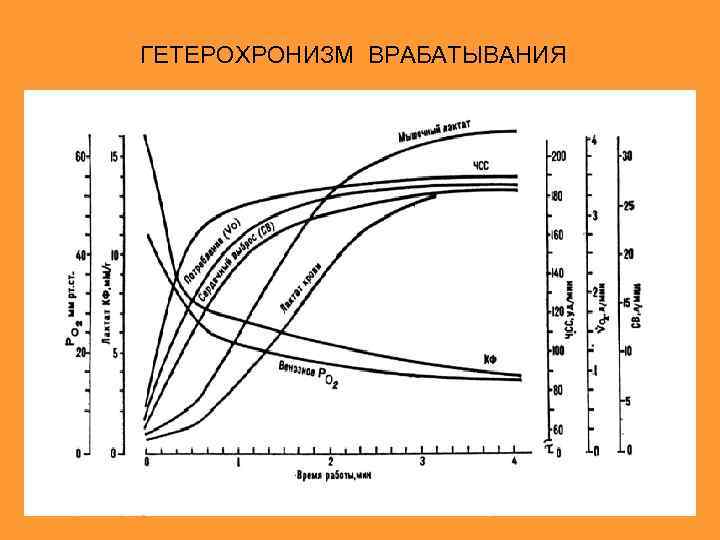 ГЕТЕРОХРОНИЗМ ВРАБАТЫВАНИЯ 
