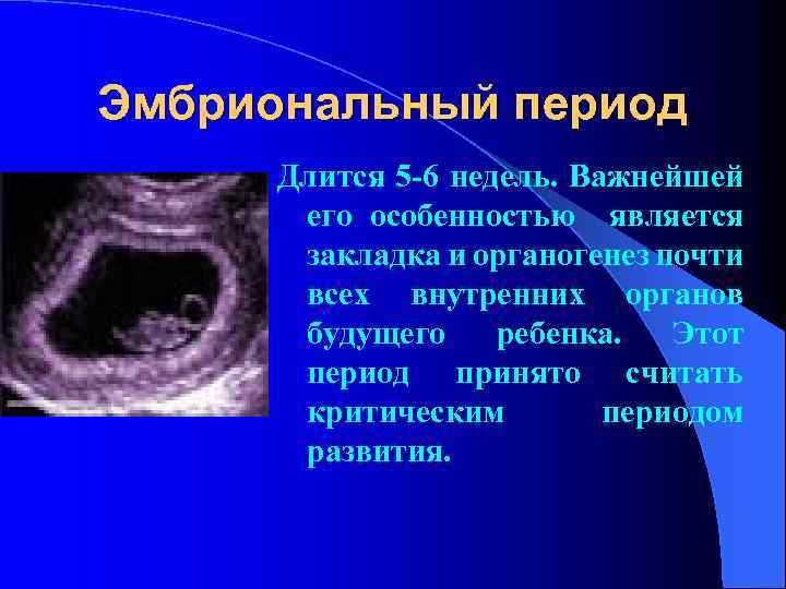 Эмбриональный период Длится 5 -6 недель. Важнейшей его особенностью является закладка и органогенез почти