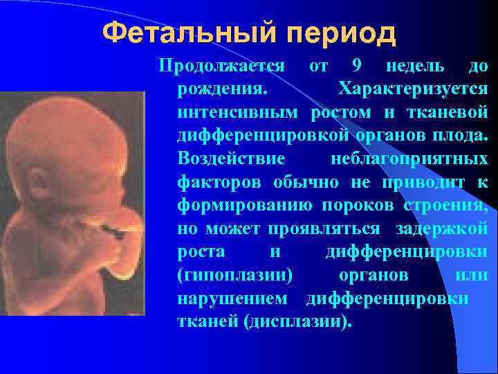 Периодов длившегося. Фетальный плодный период. Характеристика фетального периода. Поздний фетальный период.