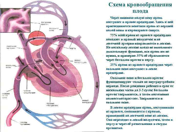 Кровообращение плода картинки