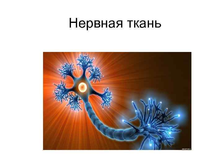 Нервная ткань 