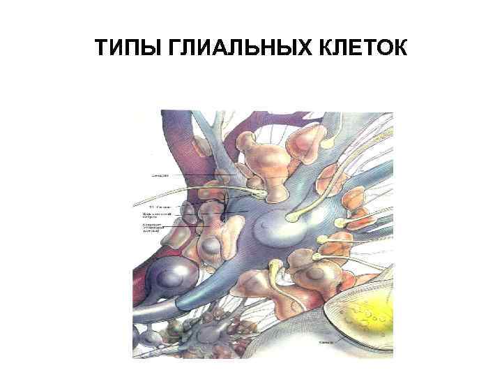 ТИПЫ ГЛИАЛЬНЫХ КЛЕТОК 