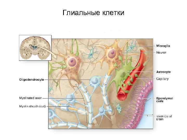 Глиальные клетки 