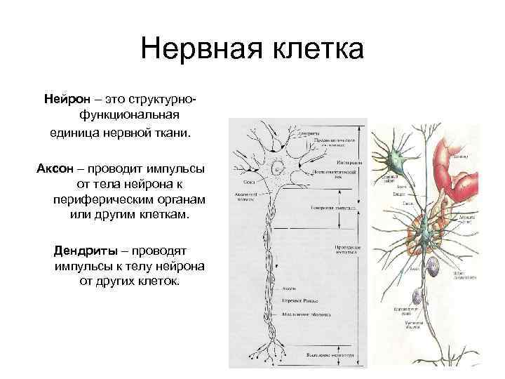 Нервная клетка Нейрон – это структурнофункциональная единица нервной ткани. Аксон – проводит импульсы от
