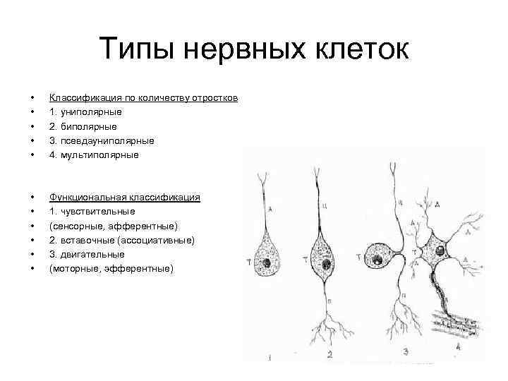 Типы нервных клеток • • • Классификация по количеству отростков 1. униполярные 2. биполярные