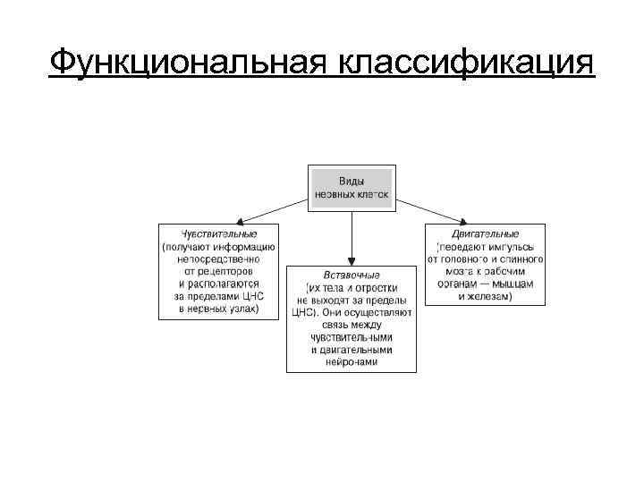 Функциональная классификация 