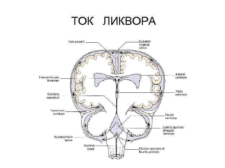 ТОК ЛИКВОРА 