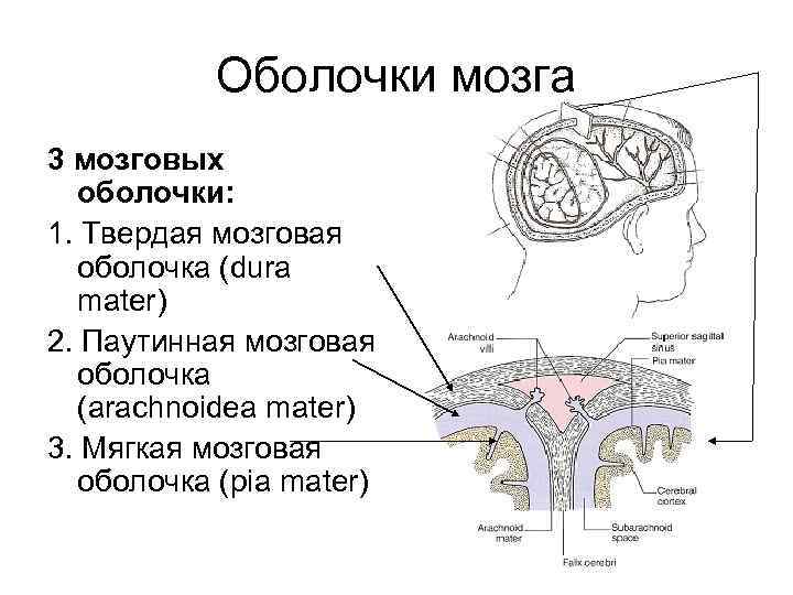 Оболочки мозга 3 мозговых оболочки: 1. Твердая мозговая оболочка (dura mater) 2. Паутинная мозговая