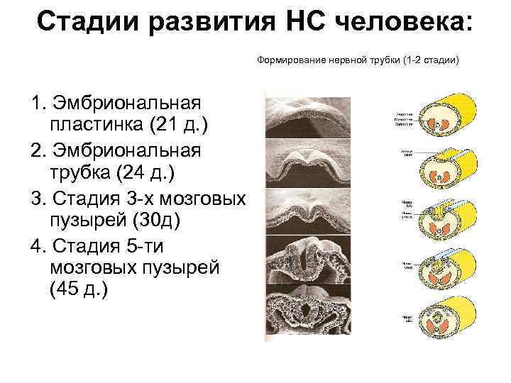 Стадии развития НС человека: Формирование нервной трубки (1 -2 стадии) 1. Эмбриональная пластинка (21