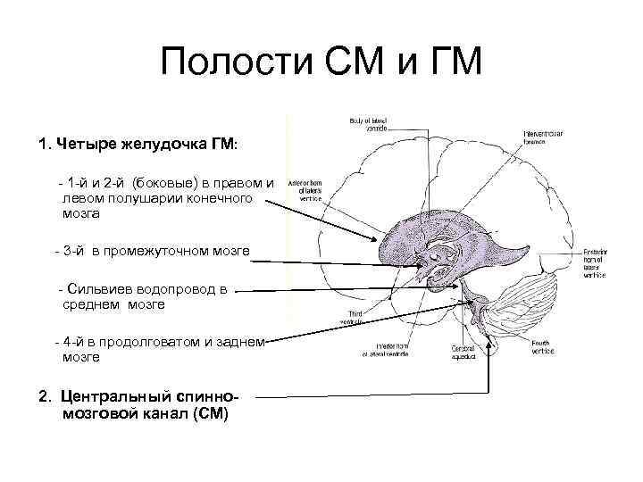 Полости СМ и ГМ 1. Четыре желудочка ГМ: - 1 -й и 2 -й