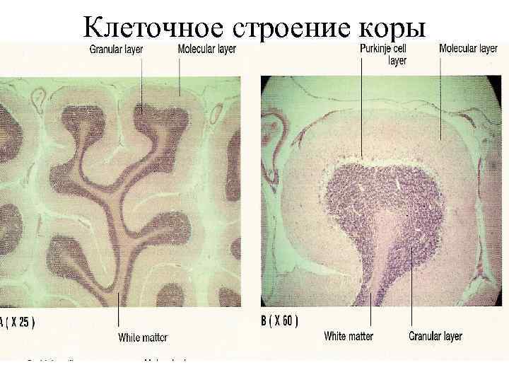 Клеточное строение коры 